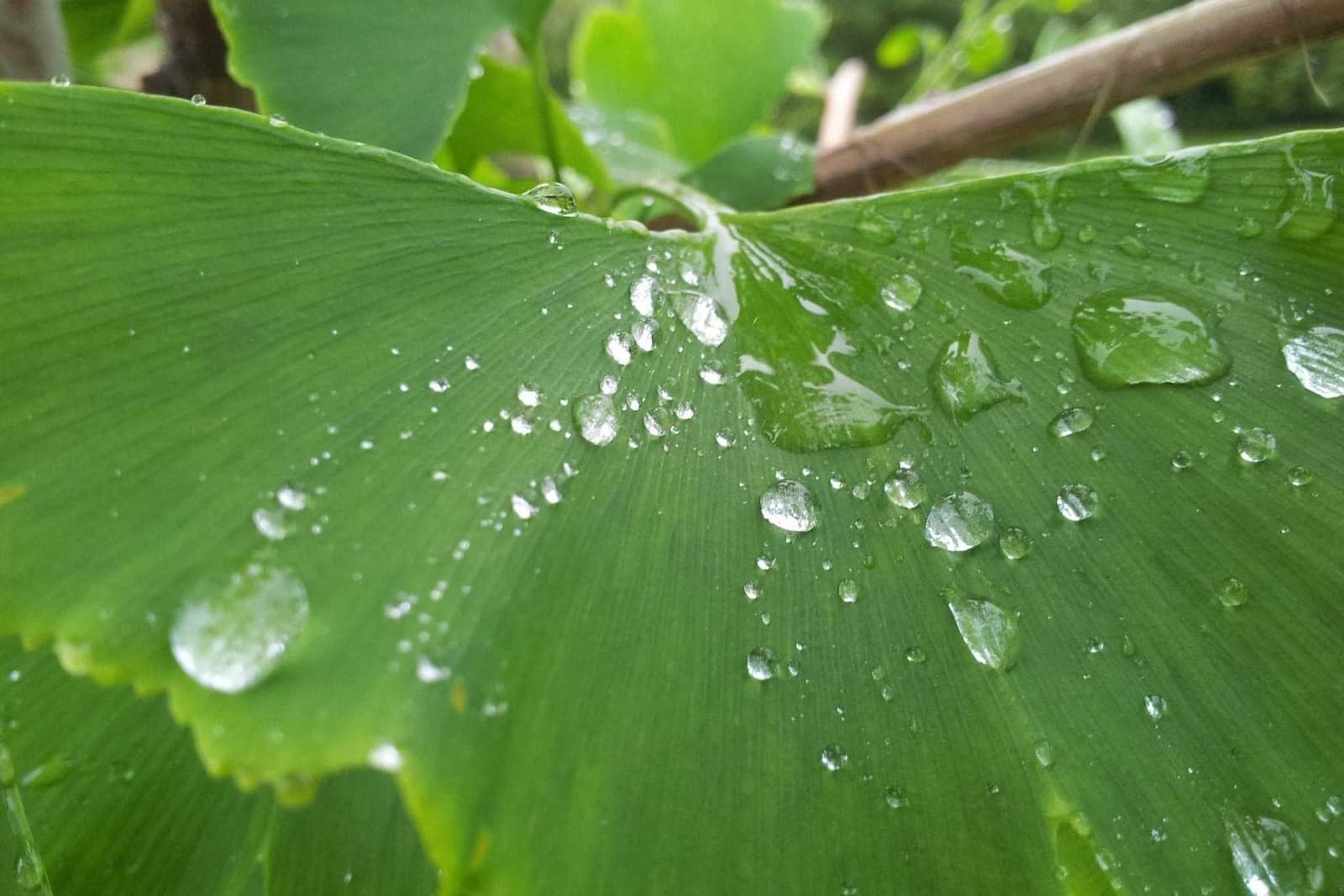 Water drops on a green leaf.