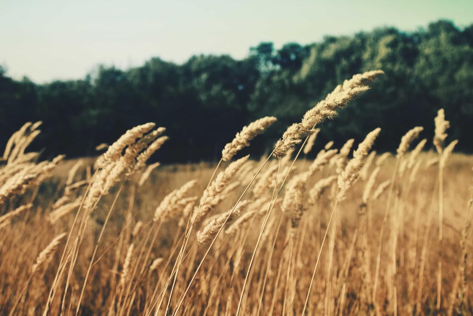 Wheat bending in the wind.